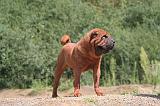 SHAR-PEI 883